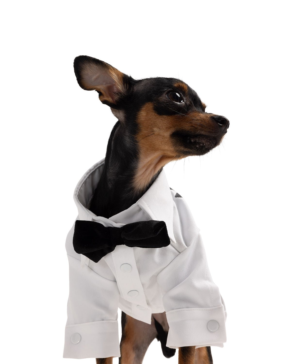 Groom Dog Shirt - Moshiqa Store