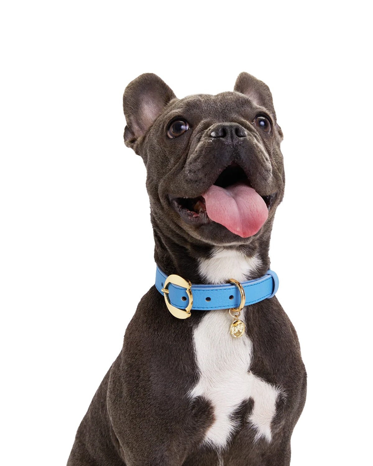 Hachiko Dog Collar - Moshiqa Store
