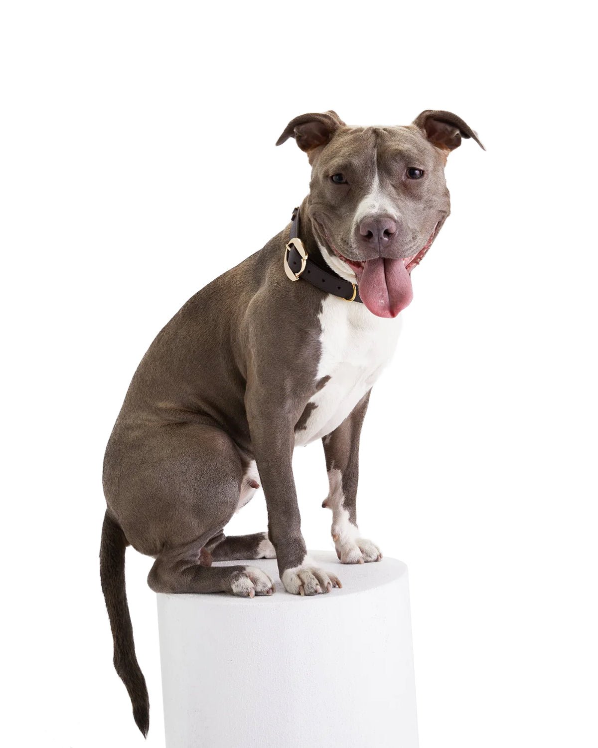 Hachiko Dog Collar - Moshiqa Store