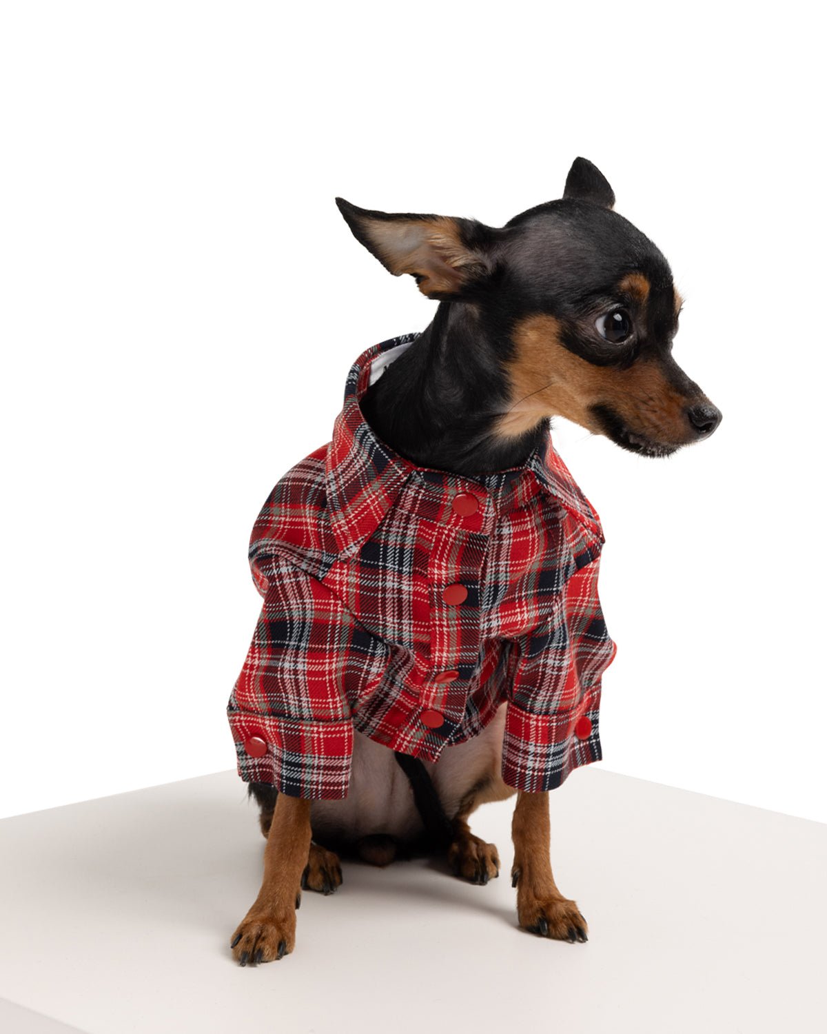 Johnny Dog Shirt - Moshiqa Store