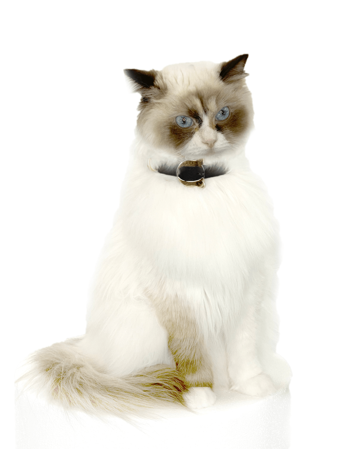 Lilo Cat Collar - Moshiqa Store