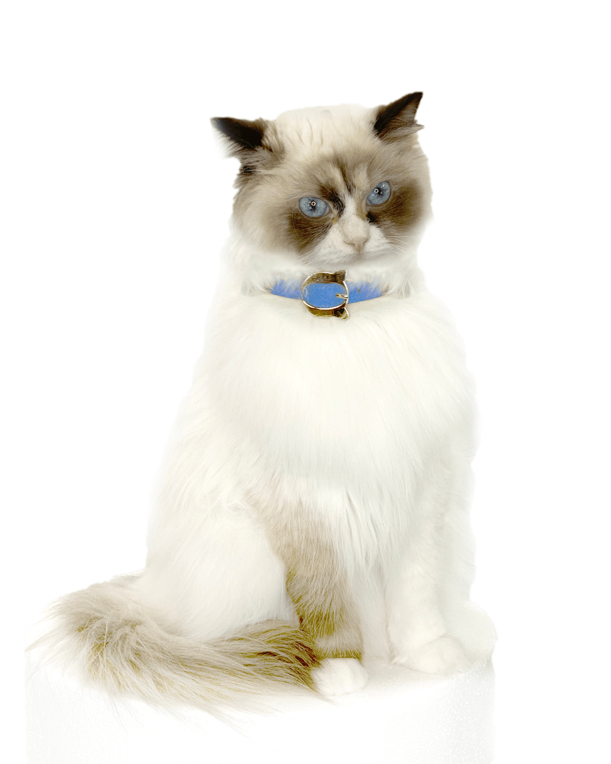 Lilo Cat Collar - Moshiqa Store