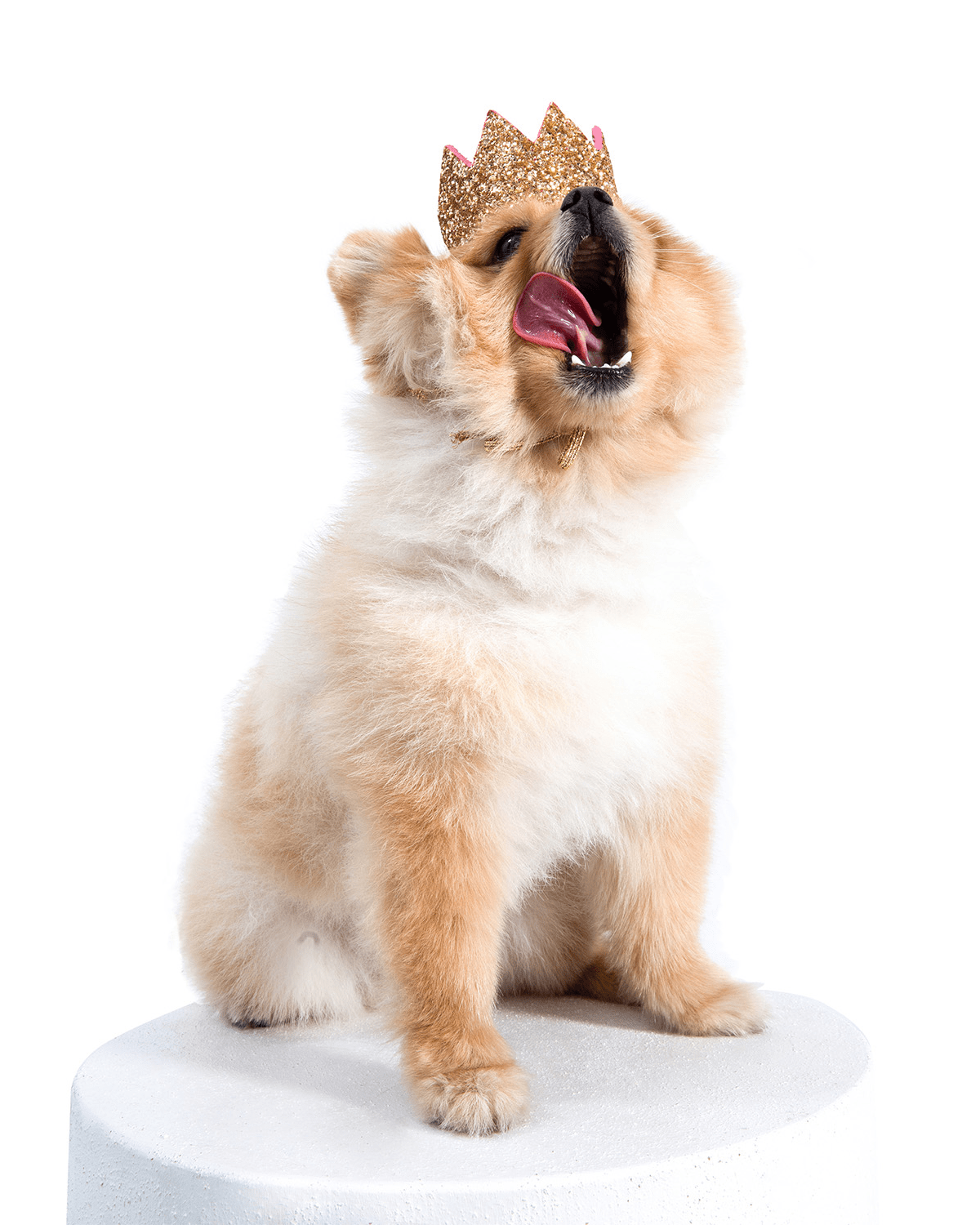 Meta Dog Crown - Stylish Gold Crown for Pets - Moshiqa Store