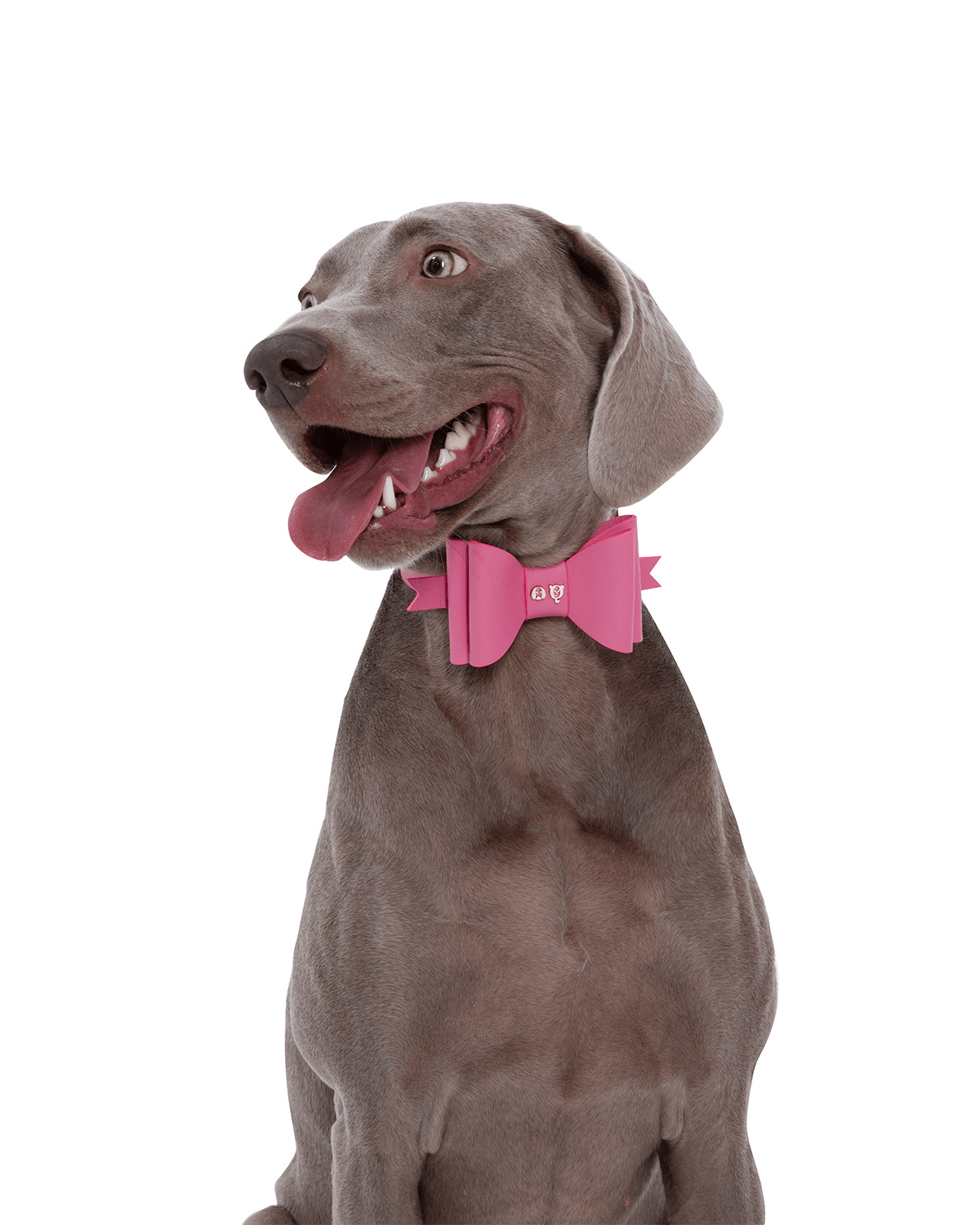 Metapink Bow Dog Collar - Moshiqa Store