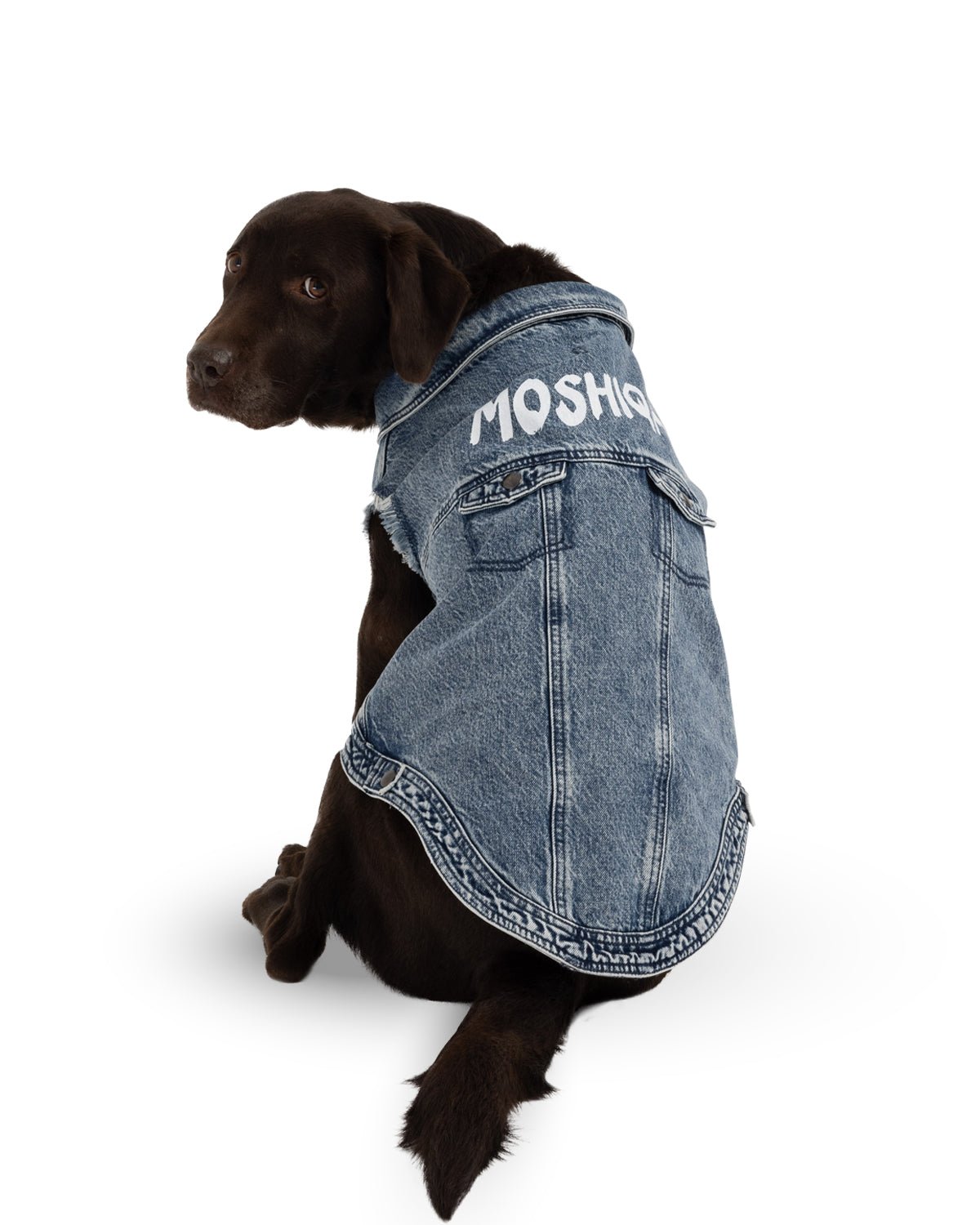 Moshiqa Denim Dog - Moshiqa Store