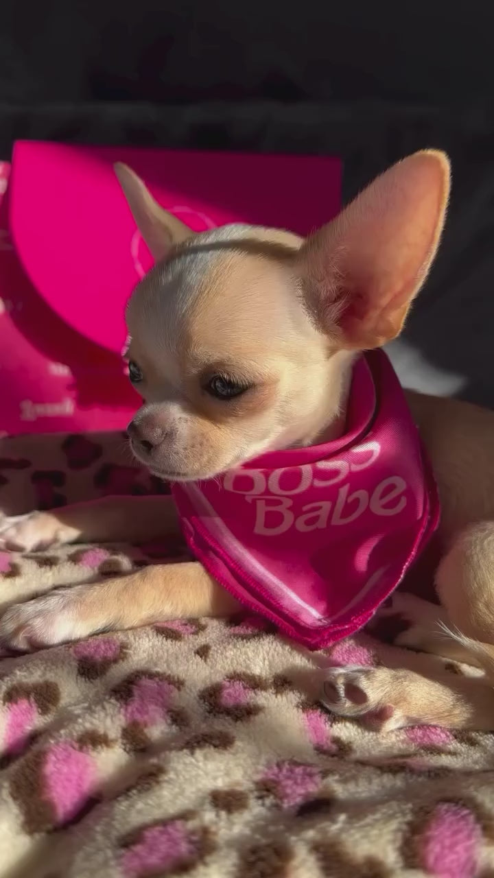 Boss Babe Dog Bandana– Moshiqa Store