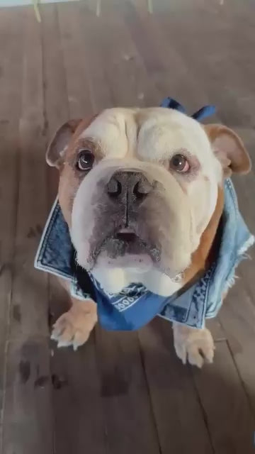 Moshiqa Denim Dog– Moshiqa Store