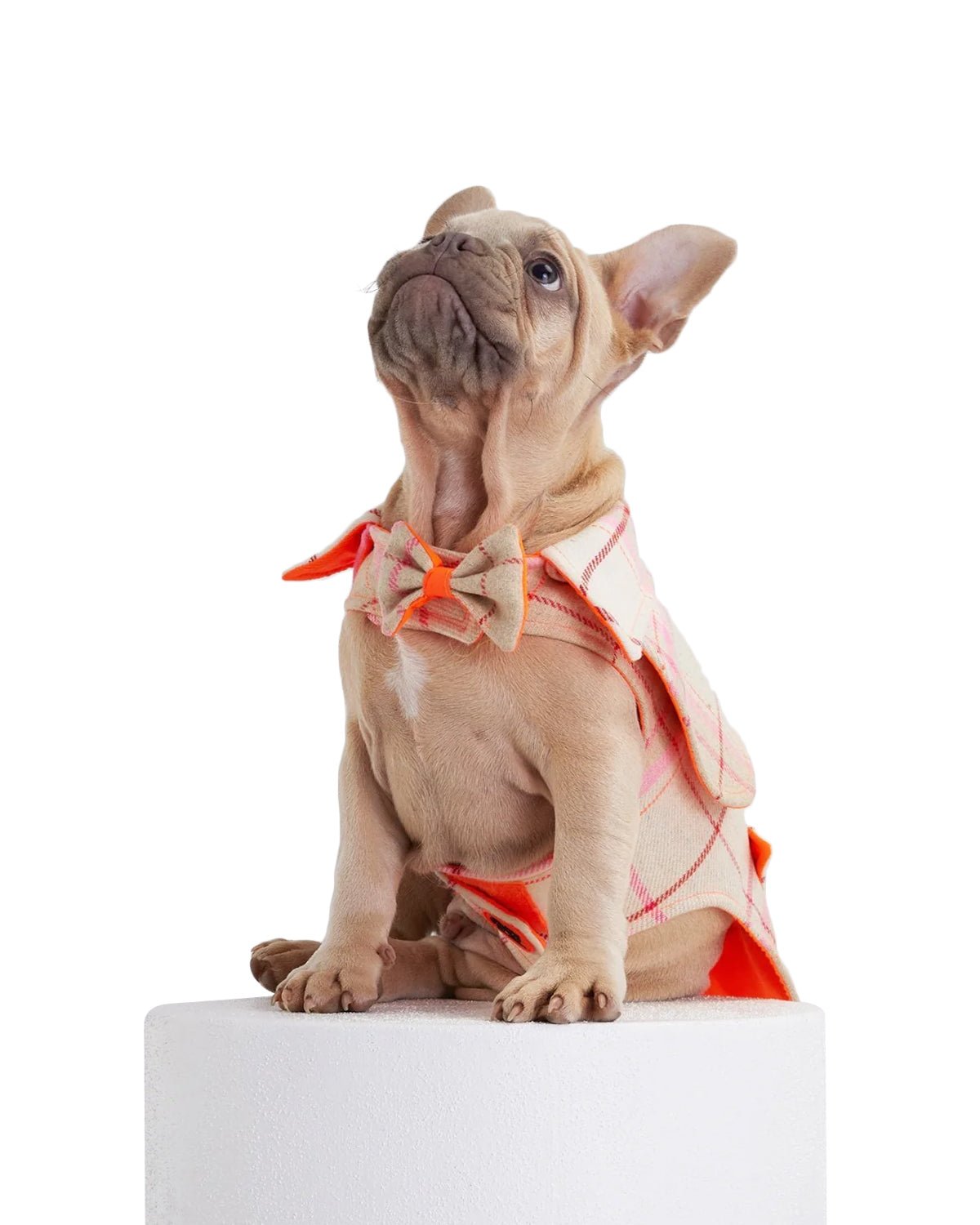 Tartan Dog Coat - Moshiqa Store