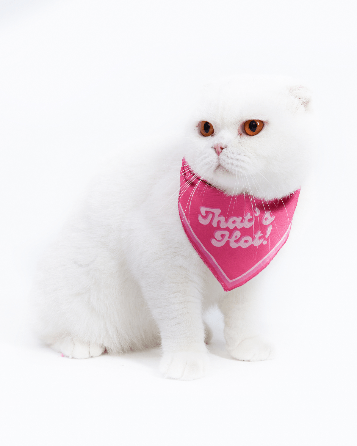 That's Hot! Cat Bandana - Moshiqa Store