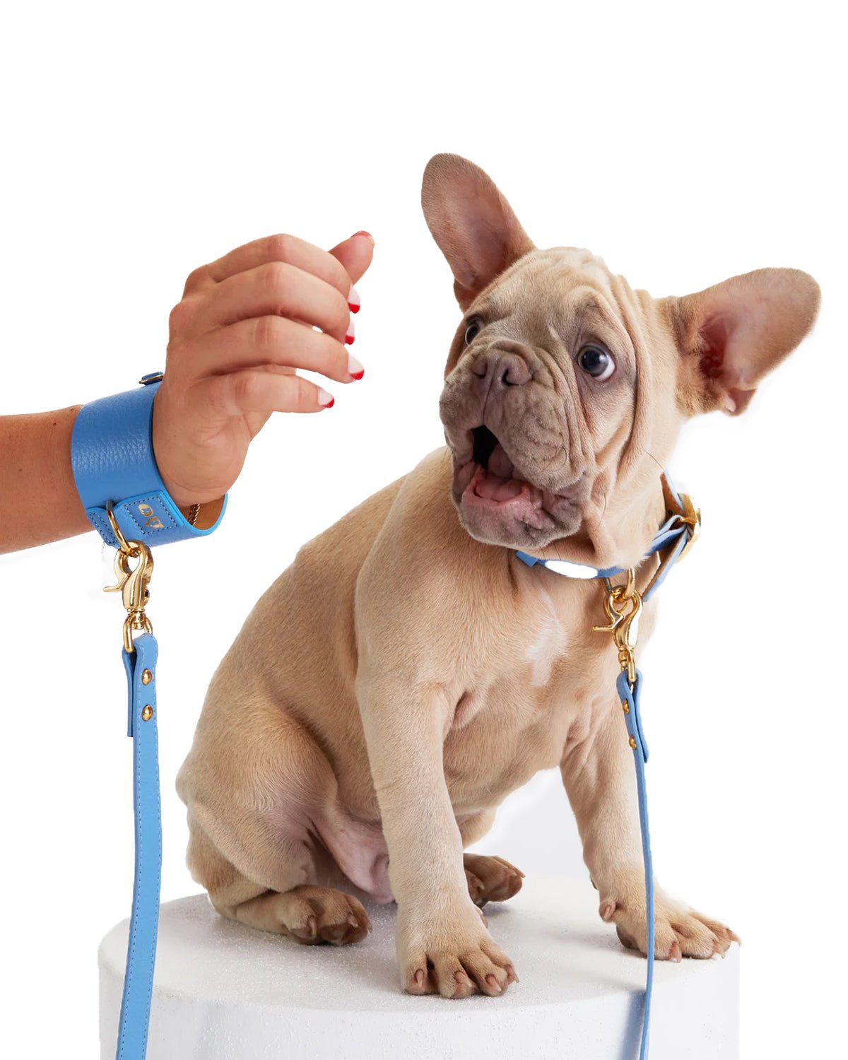 TinTin Dog Bracelet with Leash - Moshiqa Store