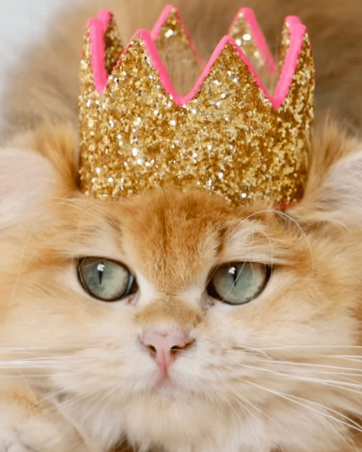 Feline Accessories - Moshiqa Store